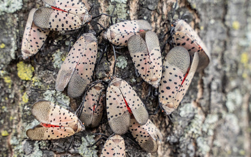 The Spotted Lanternfly: A Growing Invasive Threat